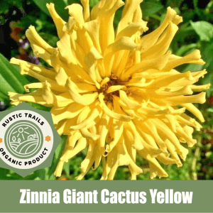 Zinnia Giant Cactus Yellow